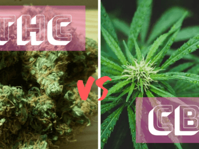 THC Vs CBD-What Is The Difference?